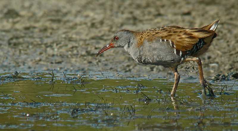 Porciglione - Rallus aquaticus in Digiscoping